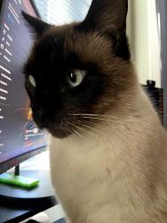 Lost Male Cat last seen Ballman elementary, p street, Fort Smith, AR 72901
