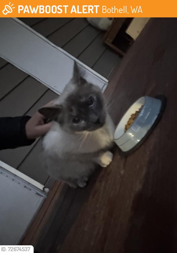 Found/Stray Unknown Cat last seen 192nd st, Bothell, WA 98012