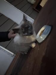 Found/Stray Unknown Cat last seen 192nd st, Bothell, WA 98012