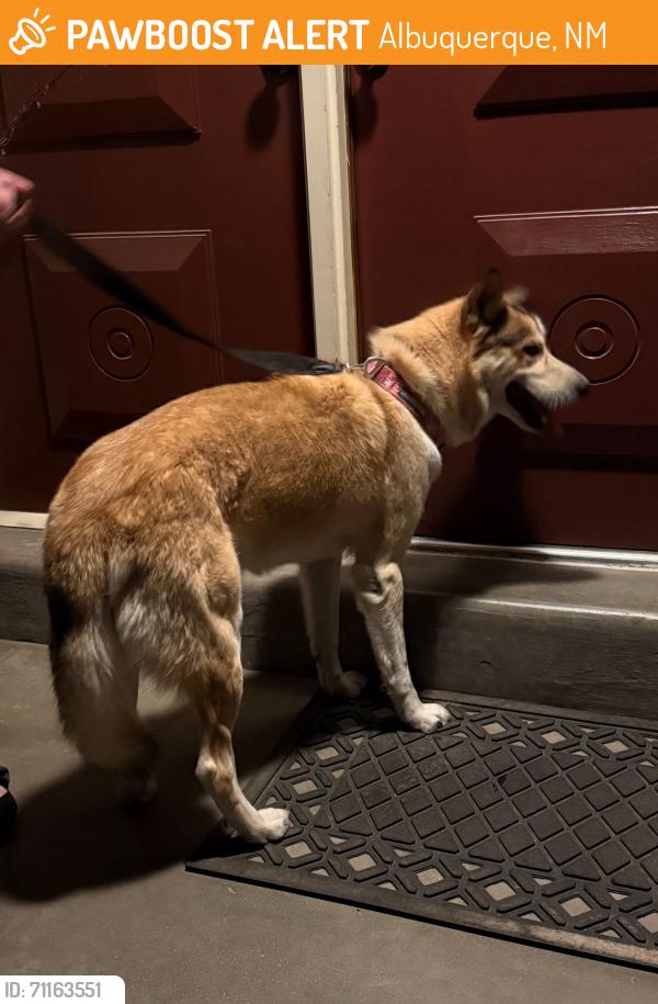 Found/Stray Female Dog last seen Louisiana and Candelaria , Albuquerque, NM 87110