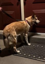 Found/Stray Female Dog last seen Louisiana and Candelaria , Albuquerque, NM 87110