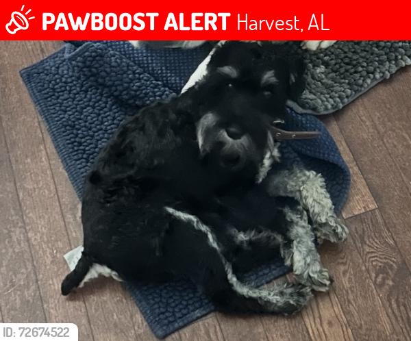 Lost Male Dog last seen Foxridge subdivision and Eagle road and Hunter road, Harvest, AL 35749