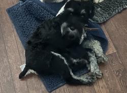 Lost Male Dog last seen Foxridge subdivision and Eagle road and Hunter road, Harvest, AL 35749