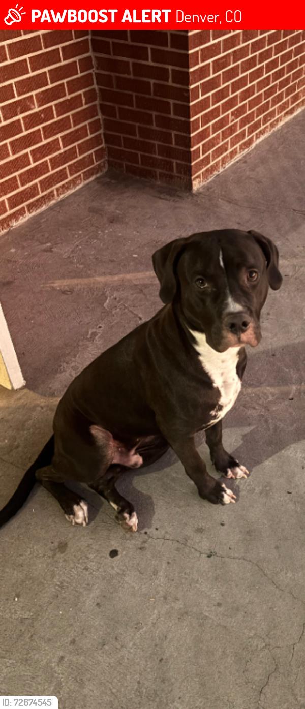 Lost Male Dog last seen Yosemite and 12th, Denver, CO 80220