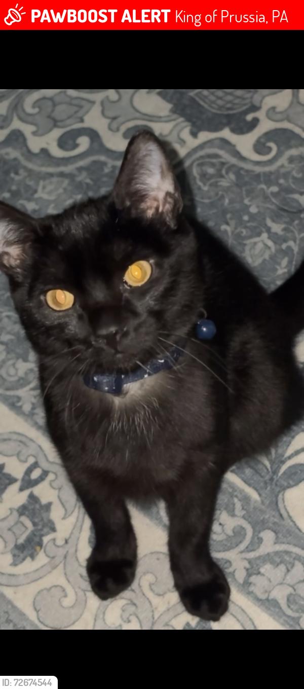 Lost Male Cat last seen He would be seen downstairs in the lobby area, cause that’s where we live, King of Prussia, PA 19406