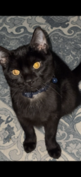 Lost Male Cat last seen He would be seen downstairs in the lobby area, cause that’s where we live, King of Prussia, PA 19406