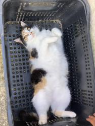 Lost Female Cat last seen Rua bulgaria , Cabreúva, SP 13317-616