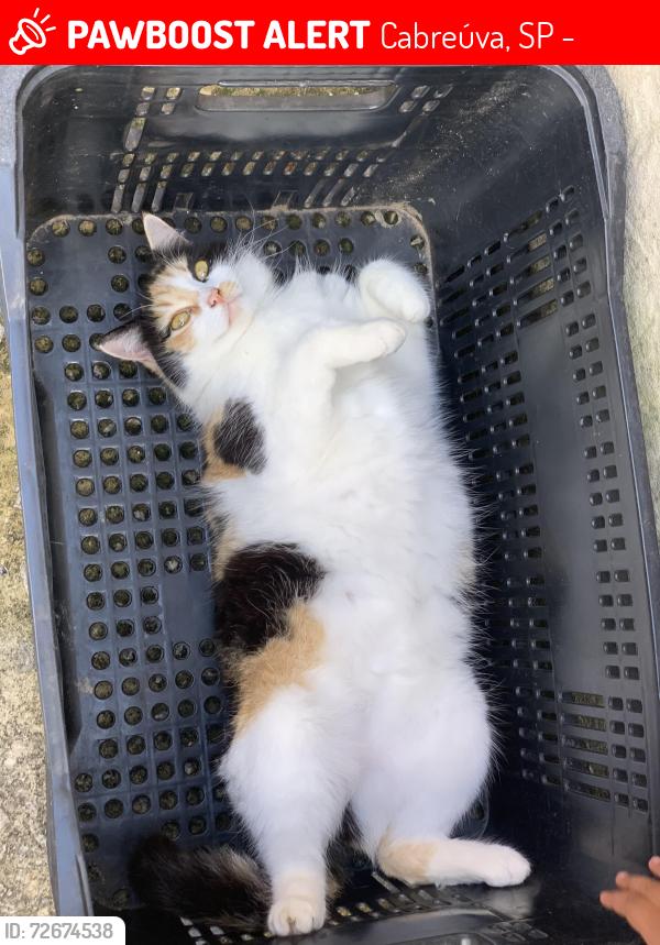 Lost Female Cat last seen Rua bulgaria , Cabreúva, SP 13317-616
