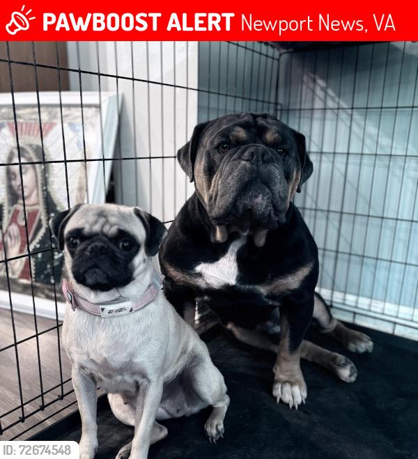 Lost Unknown Dog last seen 316Lyttle Dr , Newport News, VA 23606