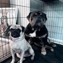 Lost Unknown Dog last seen 316Lyttle Dr , Newport News, VA 23606