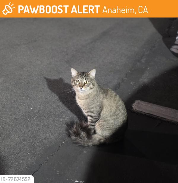 Found/Stray Male Cat last seen Lincoln and grand anaheim, Anaheim, CA 92801