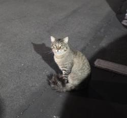 Found/Stray Male Cat last seen Lincoln and grand anaheim, Anaheim, CA 92801