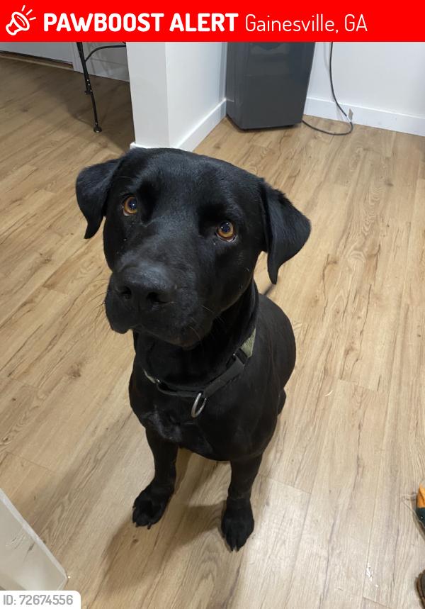 Lost Male Dog last seen Limestone parkway, Gainesville, GA 30503