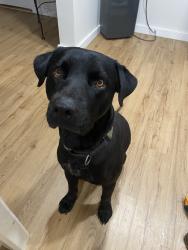 Lost Male Dog last seen Limestone parkway, Gainesville, GA 30503