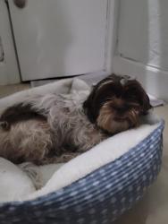 Found/Stray Female Dog last seen Near  y la 7 ave den NW, North Miami, FL 33168