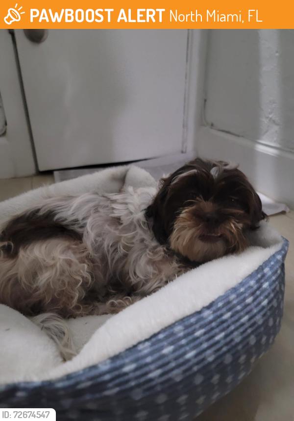 Found/Stray Female Dog last seen Near  y la 7 ave den NW, North Miami, FL 33168