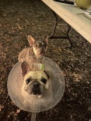 Lost Female Dog last seen Burleson and McKinney Falls, Austin, TX 78744