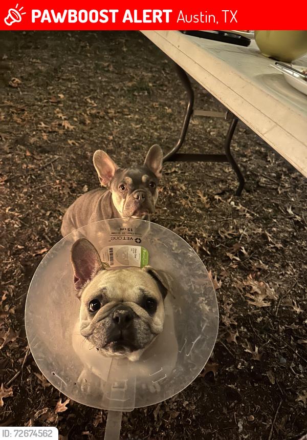 Lost Female Dog last seen Burleson and McKinney Falls, Austin, TX 78744