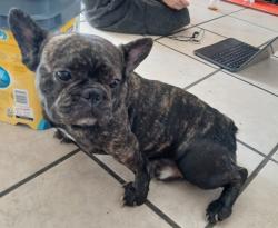 Lost Male Dog last seen Near Walnut Hill Ln. Dallas, TX, 75238, Dallas, TX 75238