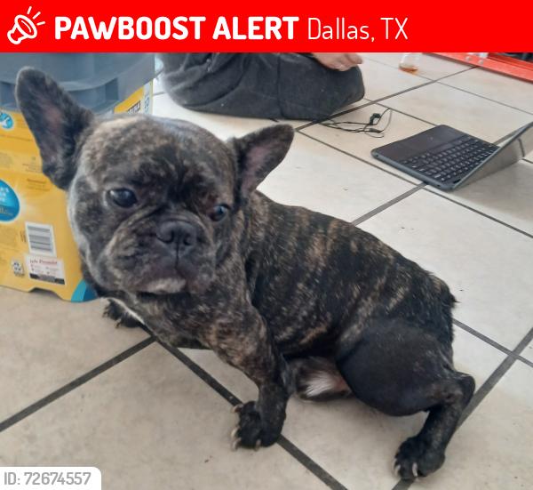 Lost Male Dog last seen Near Walnut Hill Ln. Dallas, TX, 75238, Dallas, TX 75238