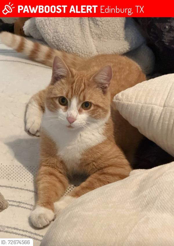 Lost Male Cat last seen Acacua circ, Edinburg, TX 78539