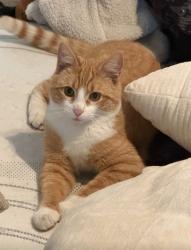 Lost Male Cat last seen Acacua circ, Edinburg, TX 78539