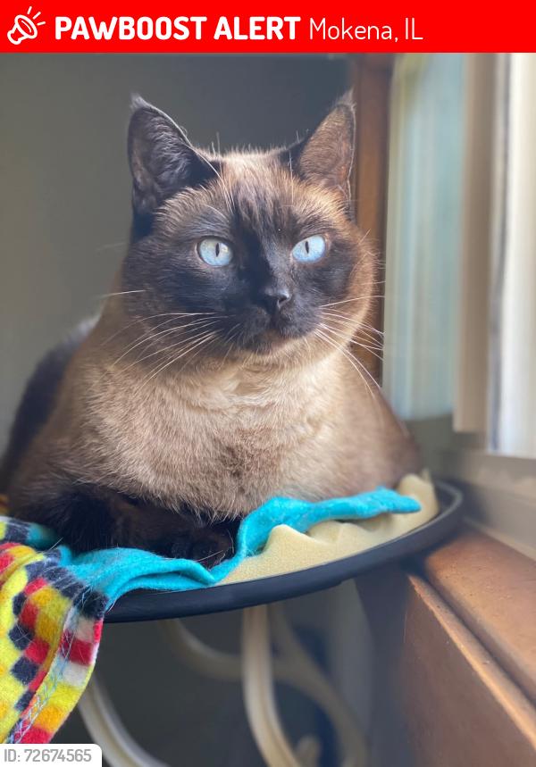 Lost Female Cat last seen Mokena, IL, Mokena, IL 60448