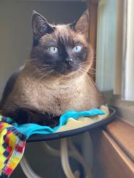 Lost Female Cat last seen Mokena, IL, Mokena, IL 60448