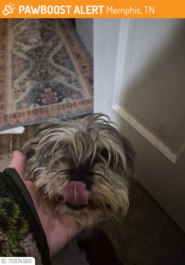 Found/Stray Male Dog last seen Knight Arnold , Memphis, TN 38118