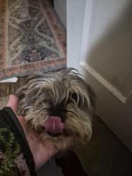 Found/Stray Male Dog last seen Knight Arnold , Memphis, TN 38118