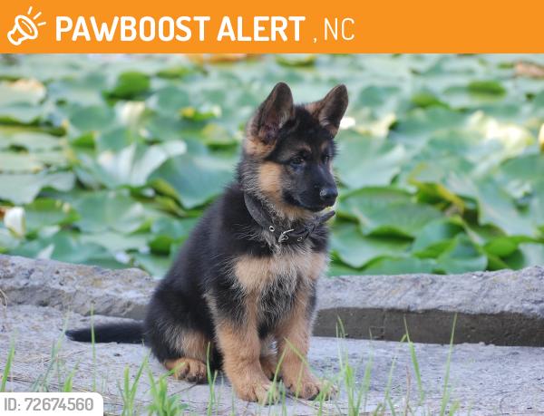 Found/Stray Unknown Dog last seen Near mi from Pisgah National Forest entrance, Barnardsville, NC 28709