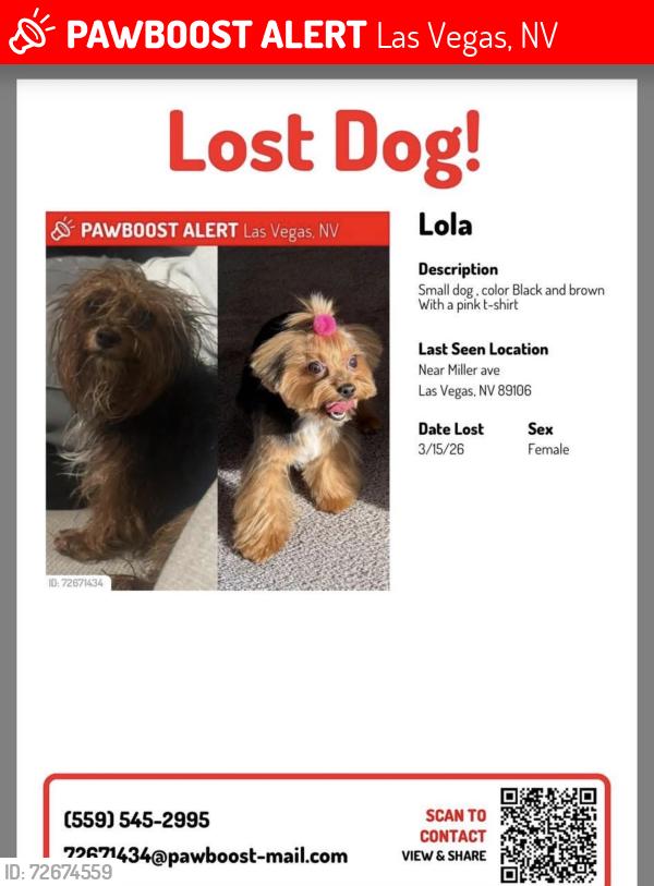 Lost Female Dog last seen Miller ave & Carey ave , Las Vegas, NV 89106