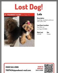 Lost Female Dog last seen Miller ave & Carey ave , Las Vegas, NV 89106