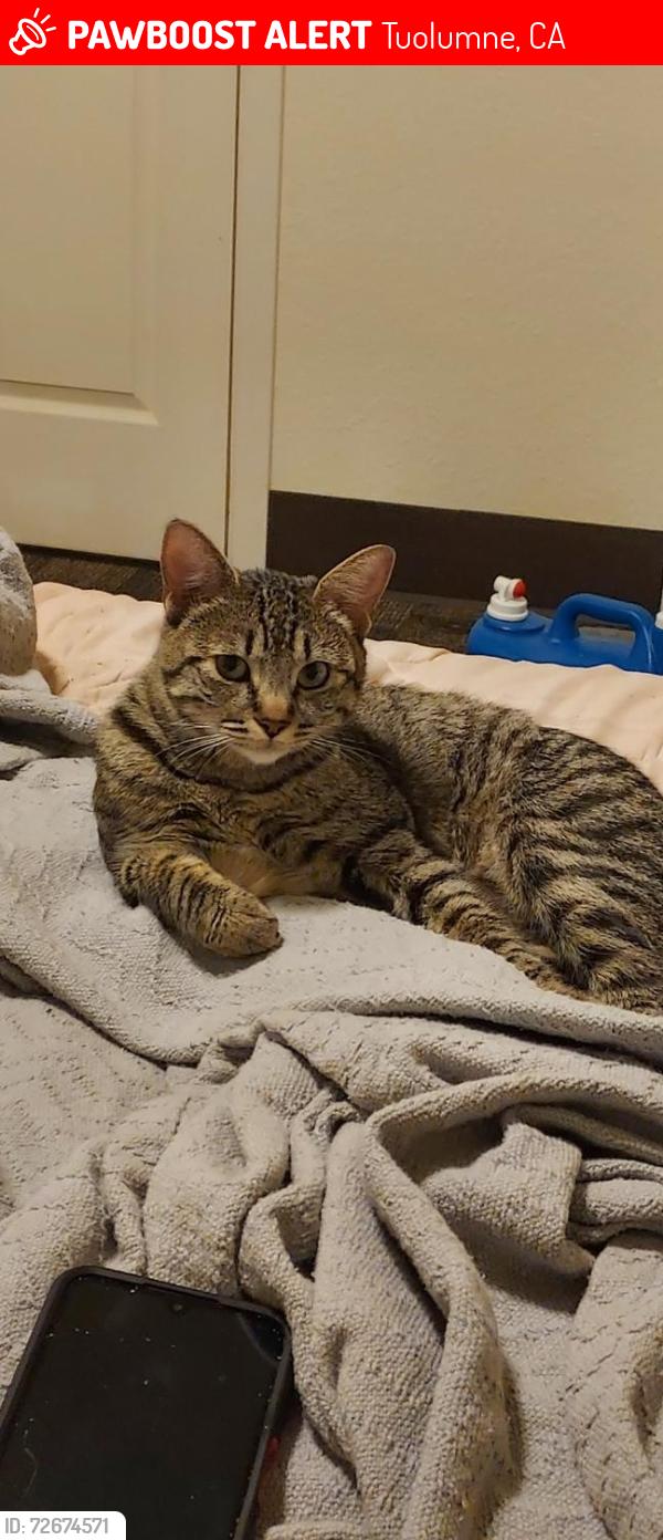 Lost Female Cat last seen Across from tuolumne market , Tuolumne, CA 95379