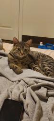 Lost Female Cat last seen Across from tuolumne market , Tuolumne, CA 95379