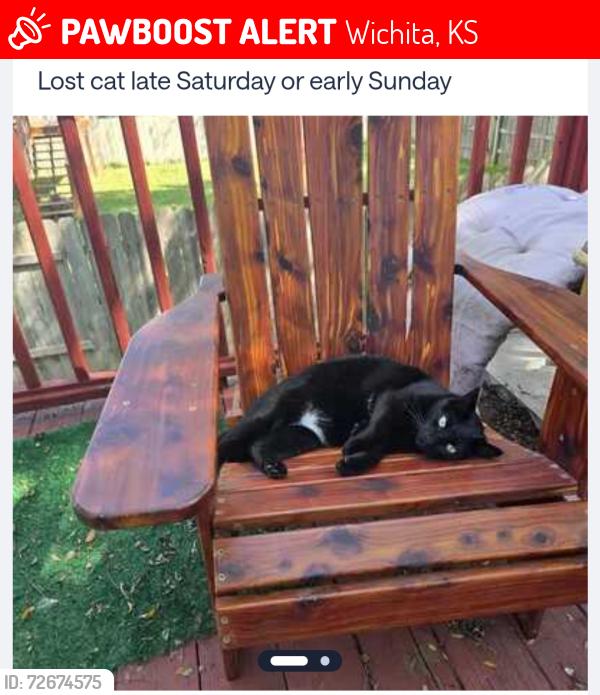 Lost Female Cat last seen Aberdeen and Socora , Wichita, KS 67212