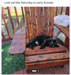 Lost Female Cat last seen Aberdeen and Socora , Wichita, KS 67212