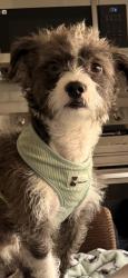 Found/Stray Male Dog last seen Unknown, Lancaster, PA 17604