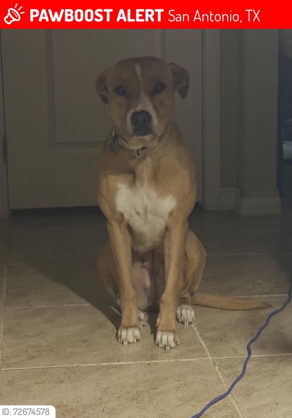 Lost Female Dog last seen Monterey, San Antonio, TX 78237