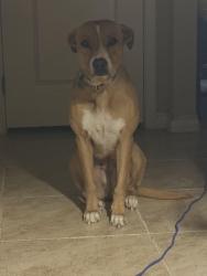 Lost Female Dog last seen Monterey, San Antonio, TX 78237