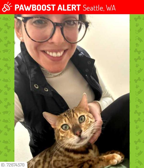 Lost Male Cat last seen 110th and Lake City Way, Seattle, WA 98125