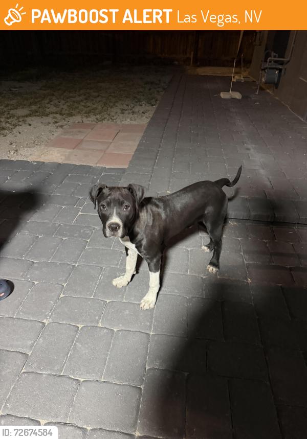 Found/Stray Male Dog last seen w bonanza rd & valleyview , Las Vegas, NV 89106