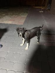 Found/Stray Male Dog last seen w bonanza rd & valleyview , Las Vegas, NV 89106