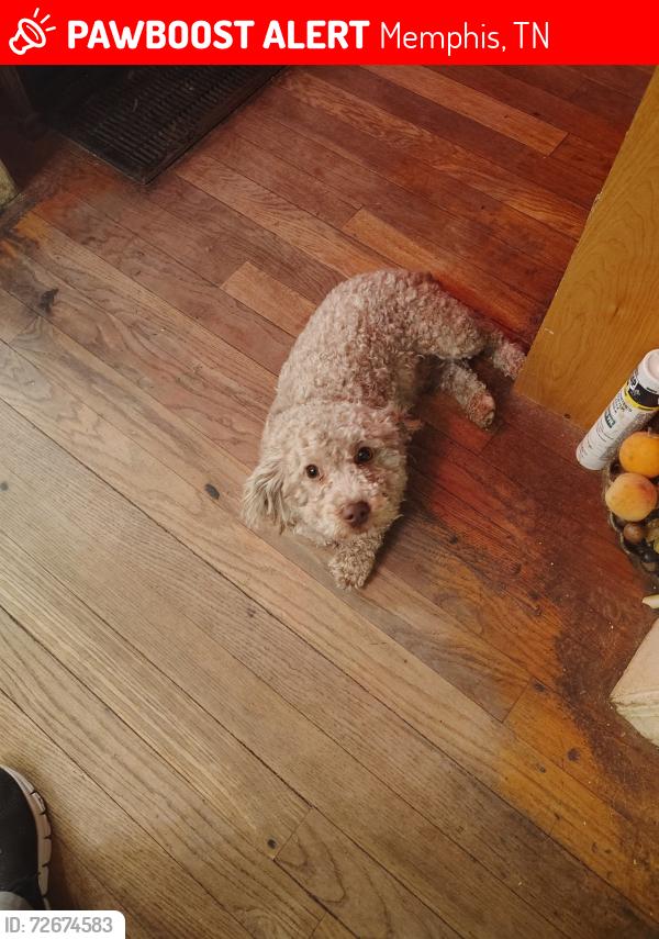 Lost Male Dog last seen Deaderick and Baron, Memphis, TN 38114