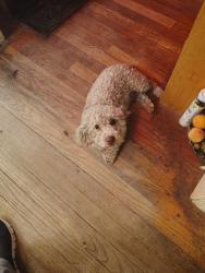 Lost Male Dog last seen Deaderick and Baron, Memphis, TN 38114