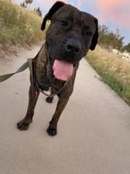 Found/Stray Male Dog last seen In the fields behind Southridge Middle School, Fontana, CA 92337