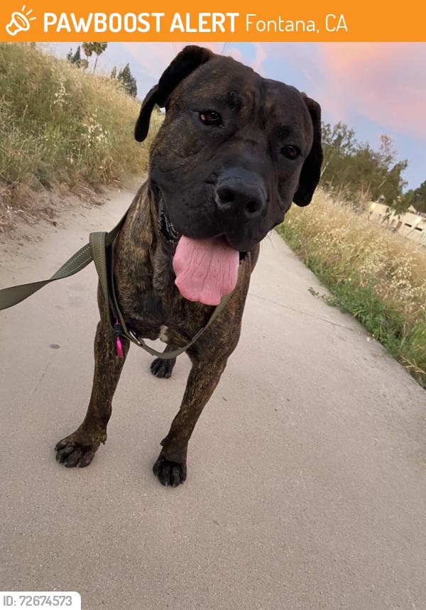 Found/Stray Male Dog last seen In the fields behind Southridge Middle School, Fontana, CA 92337