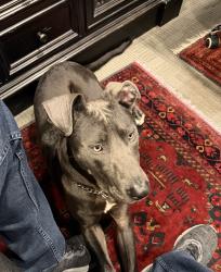 Found/Stray Male Dog last seen Near , Cocoa, FL 32922