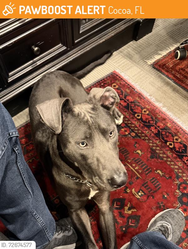 Found/Stray Male Dog last seen Near , Cocoa, FL 32922