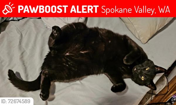 Lost Male Cat last seen Aspen apmts, Spokane Valley, WA 99037